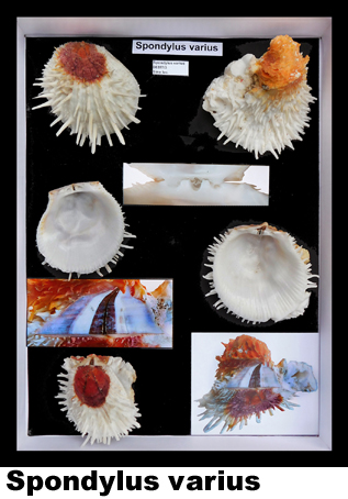 Spondylus varius