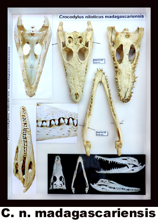 Crocodylus niloticus madagascariensis