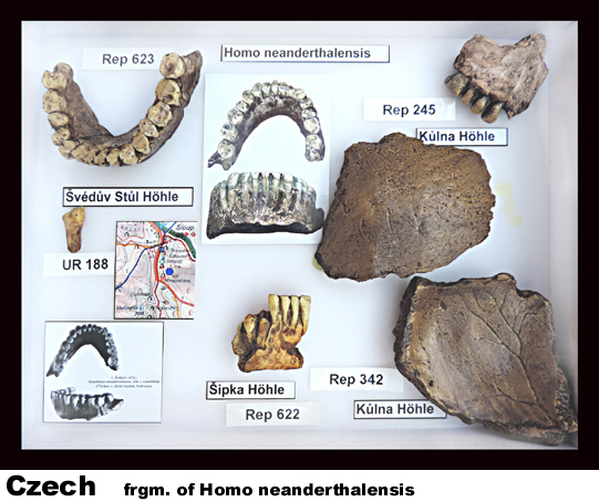 Homo neanderthalensis