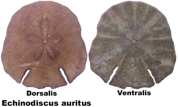 Echinodiscus auritus