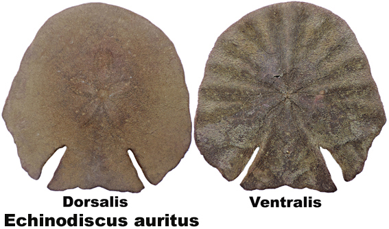 Echinodiscus auritus