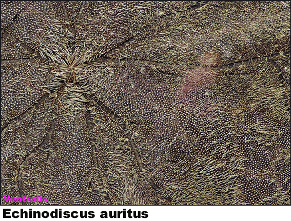 Echinodiscus auritus