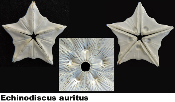 Echinodiscus auritus