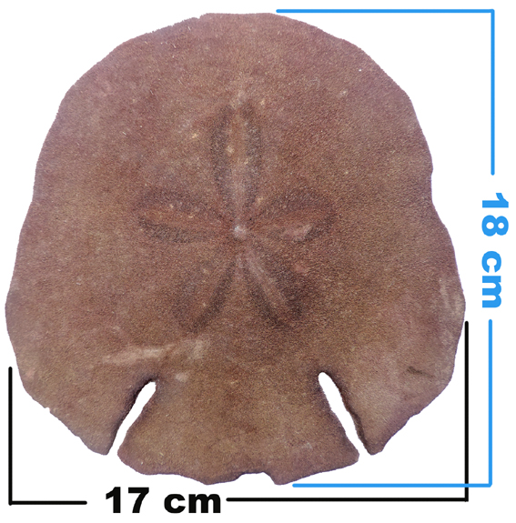 Echinodiscus auritus