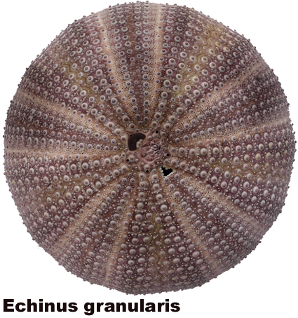 Echinus granularis