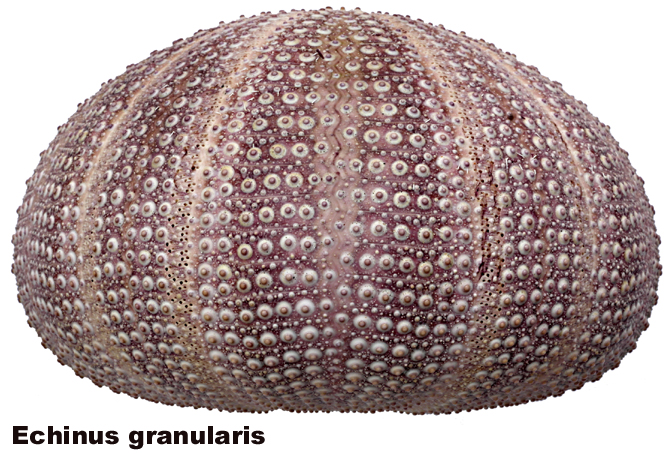 Echinus granularis