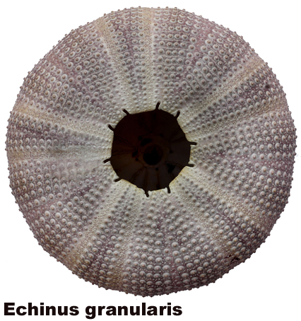 Echinus granularis