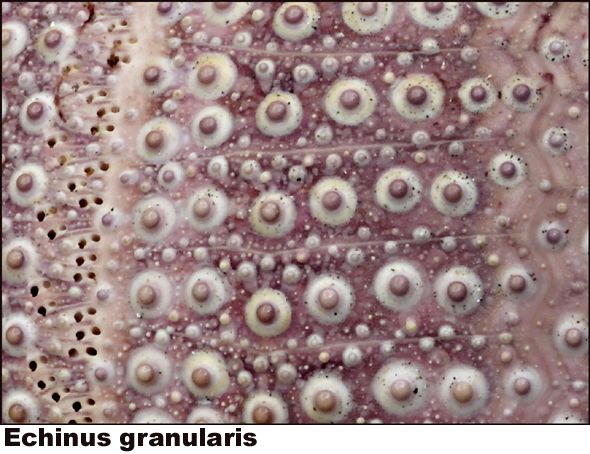 Echinus granularis