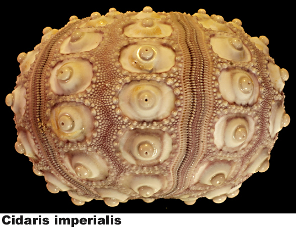 Cidaris imperialis