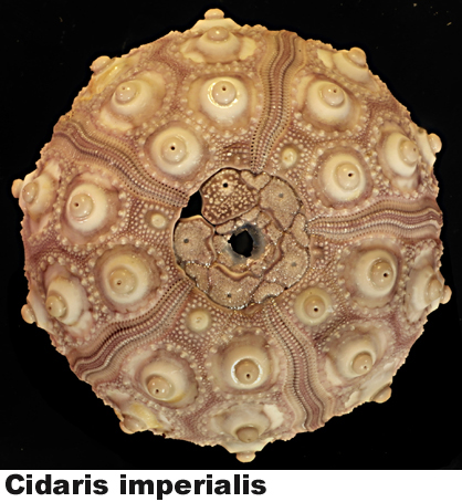 Cidaris imperialis