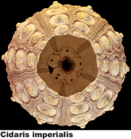 Cidaris imperialis