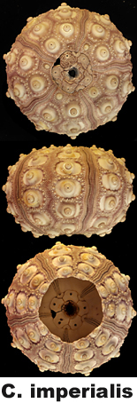 Cidaris imperialis