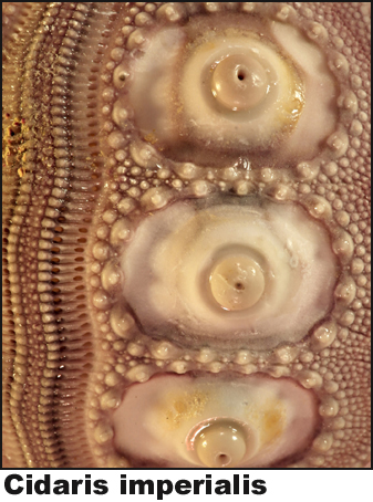 Cidaris imperialis