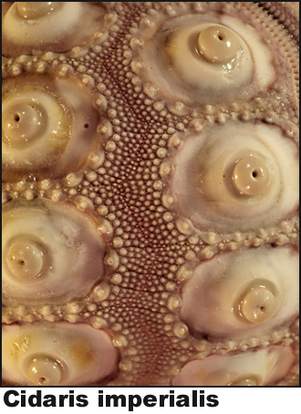 Cidaris imperialis