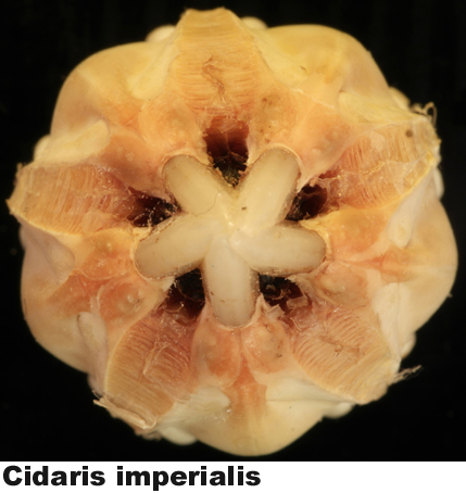 Cidaris imperialis