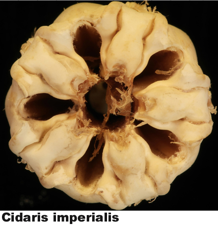 Cidaris imperialis