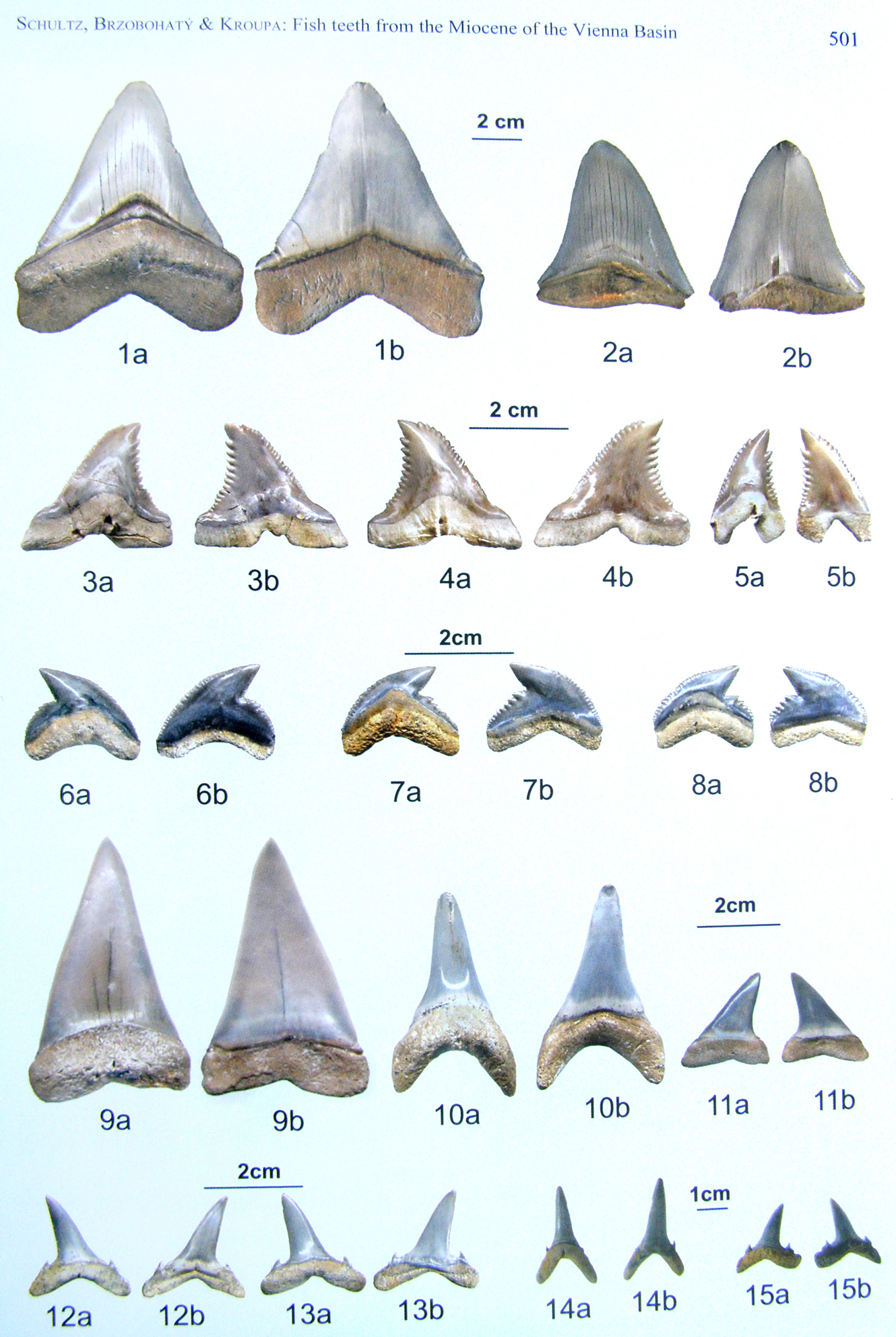 p. 501  Tafel 1