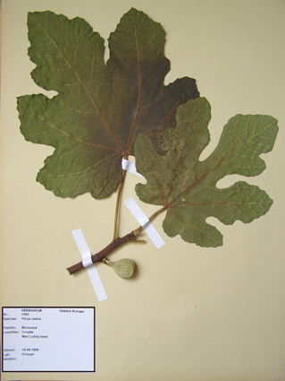 Coll. Herbarium  Sample 1  Ficus carica