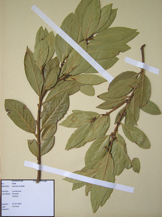 Coll. Kroupa  Herbarium  Sample 2  Laurus nobilis