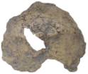 Homo erectus palaeohungaricus