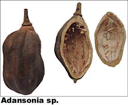 Icona  Adansonia sp.