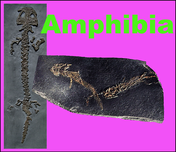 Amphibia