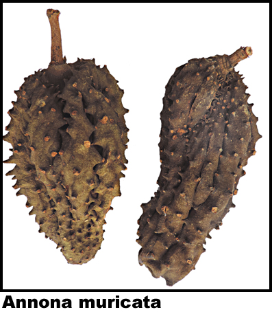 Annona muricata