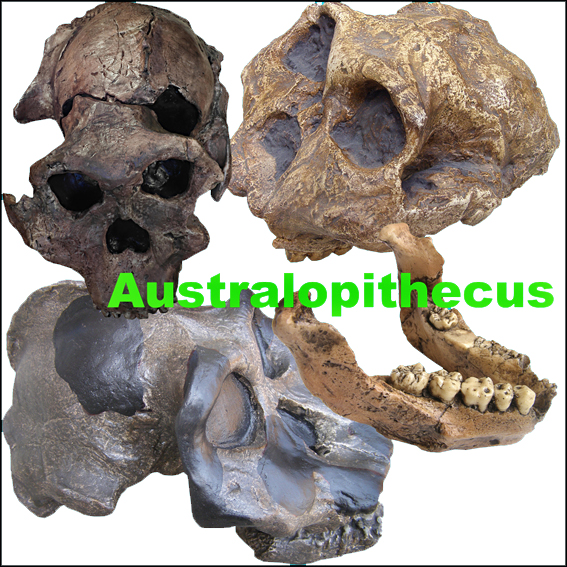 Australopithecus