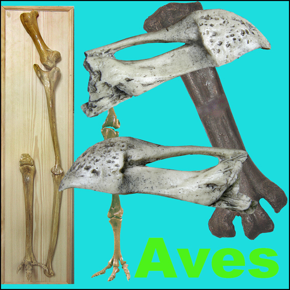 Aves