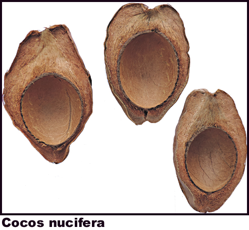 Cocos nucifera