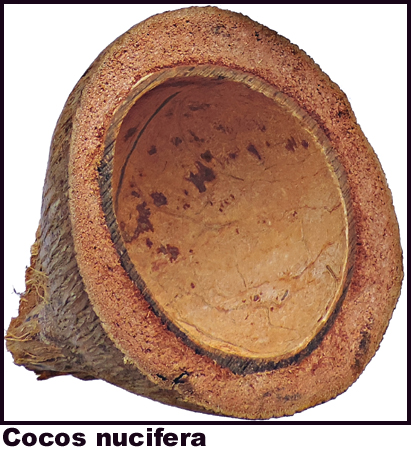 Cocos nucifera