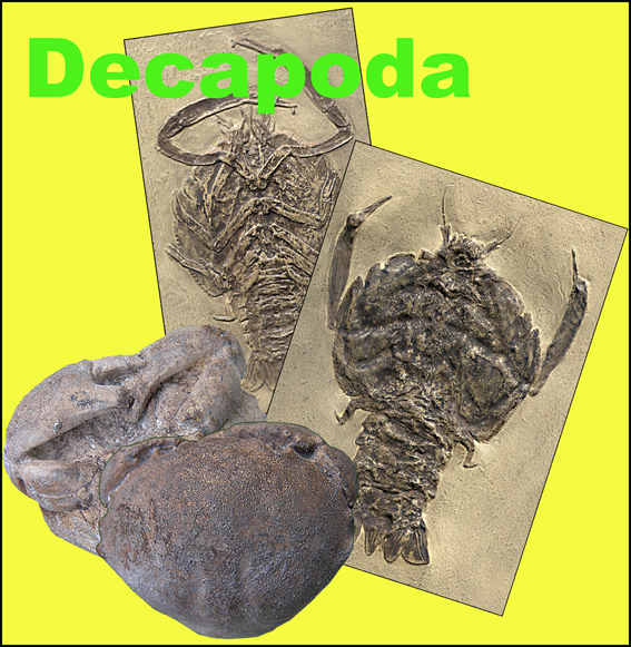 Decapoda