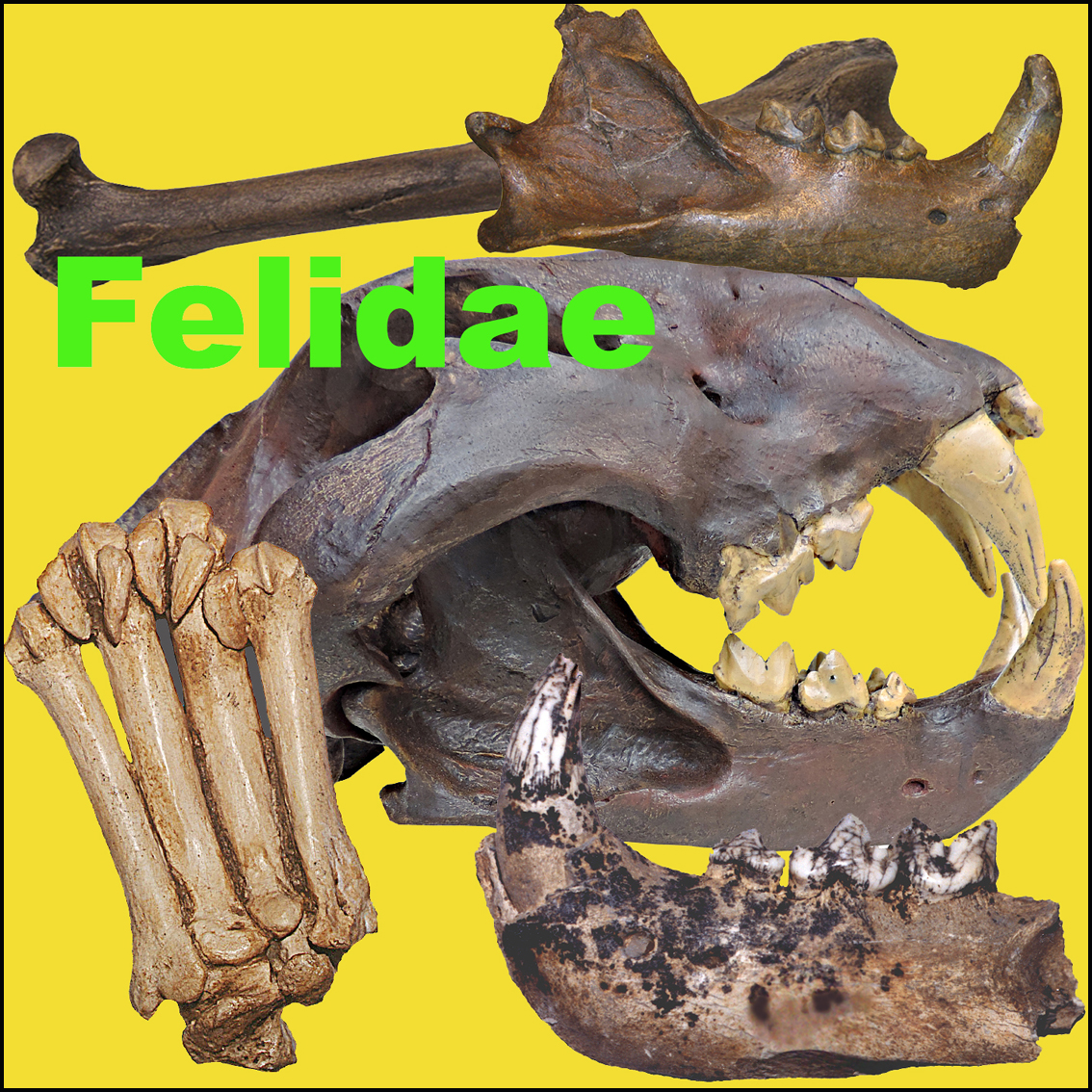 Icona Felidae