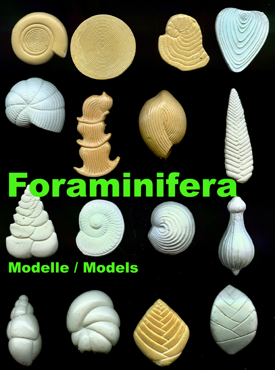 Foraminifera