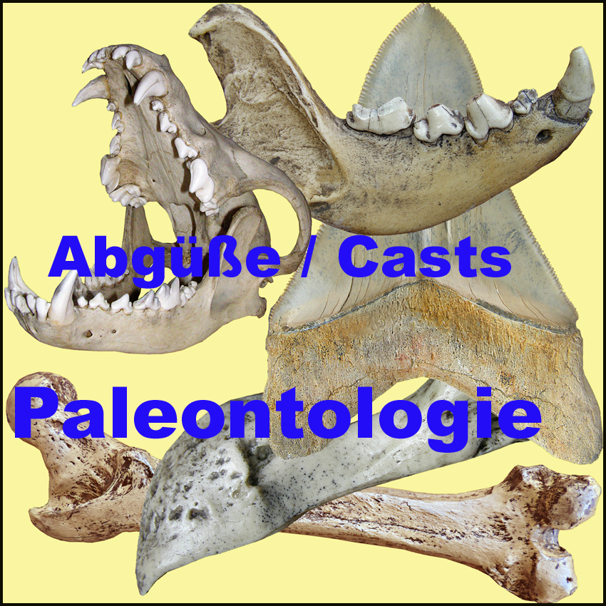 Icona  Fossil  Casts