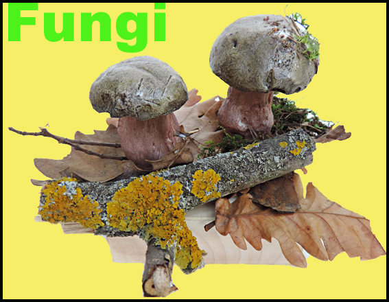 Icona Fungi