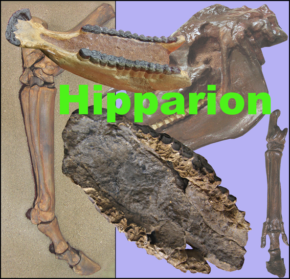 Hipparion