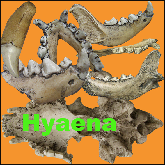 Hyaena spelaea