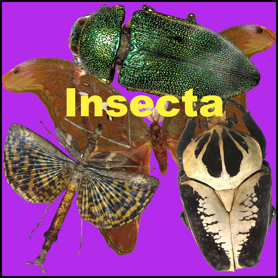 Icona Insecta