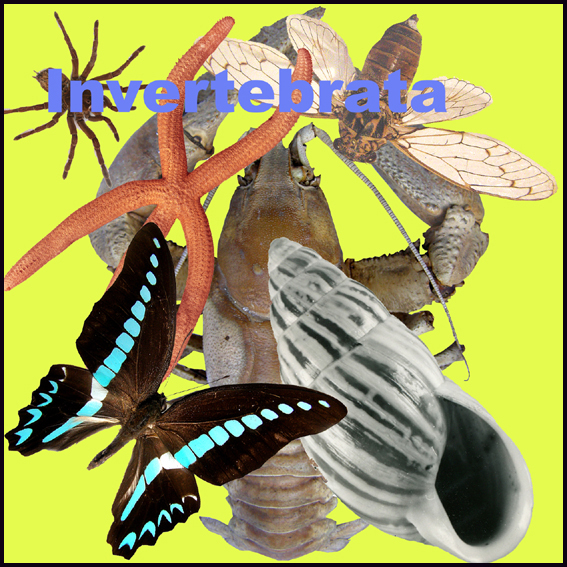 Icona Invertebrata