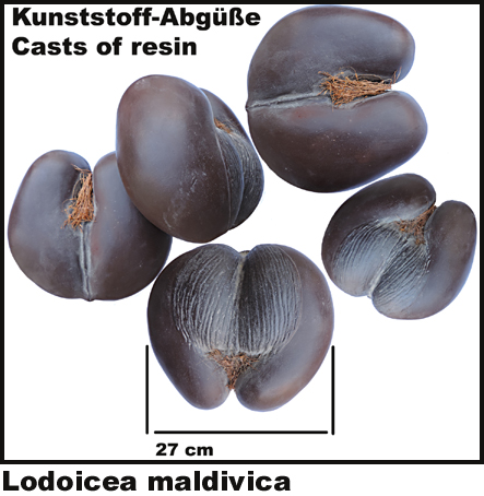 Lodoicea maldivica