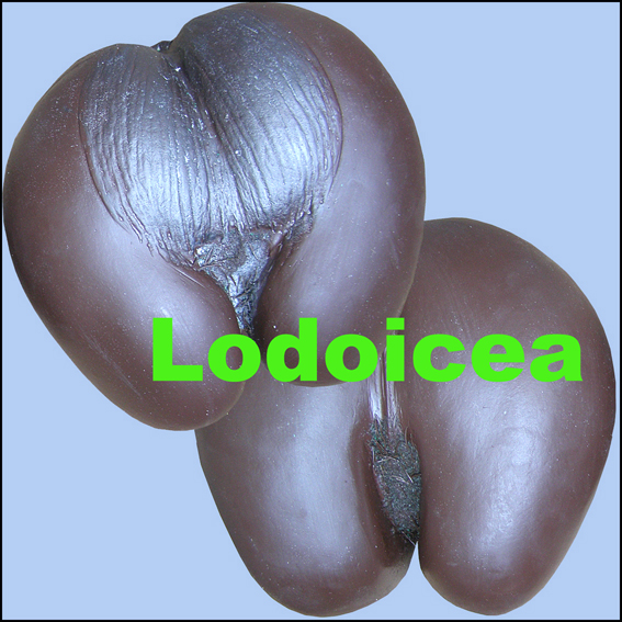 Icona Lodoicea