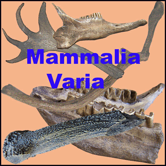 Icona Mammalia Varia