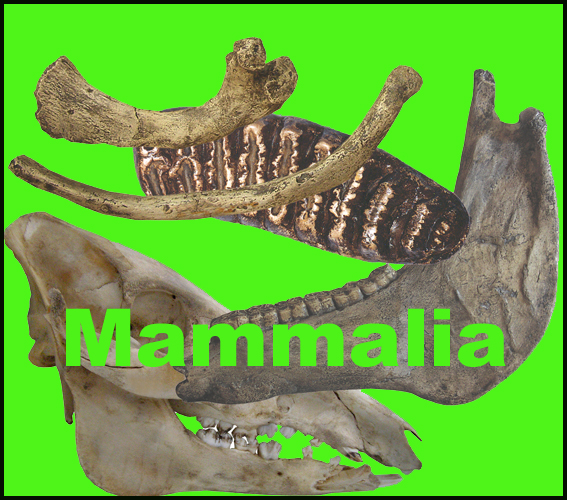 Icona Mammalia