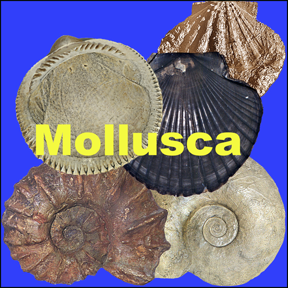 Icona Mollusca
