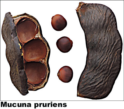 Mucuna pruriens