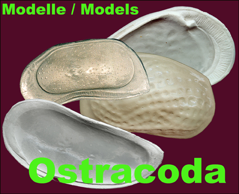 Ostracoda