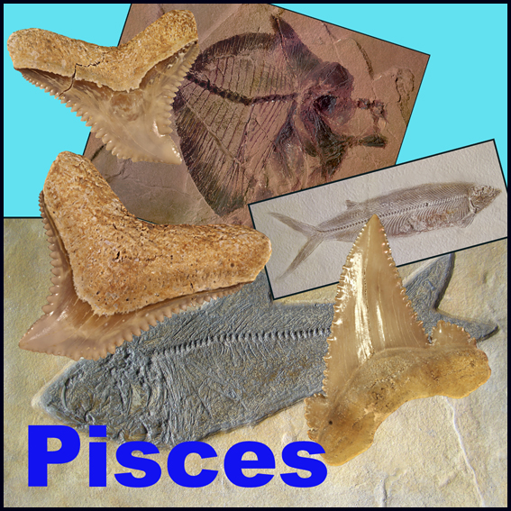 Icona  Pisces Non eShop