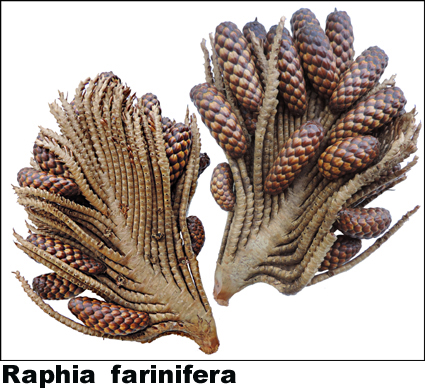 Raphia farinifera