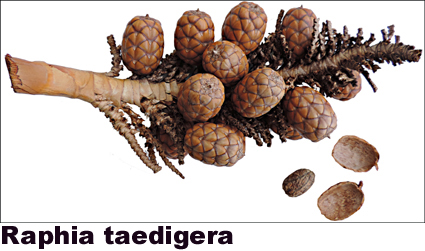 Raphia taedigera